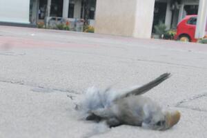 Podgorica: Ptice uginule od udara u staklo