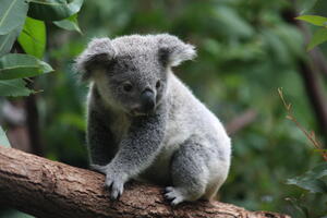 Koale bi mogle izumrijeti zbog rasta temperature