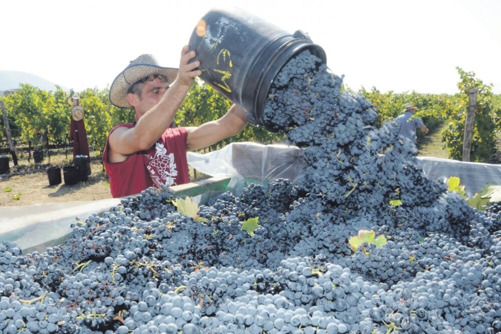 vranac, Foto: Arhiva "Vijesti"