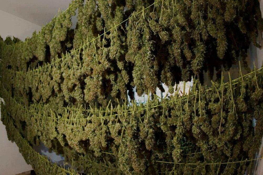 kanabis, Foto: Norml-uk.org