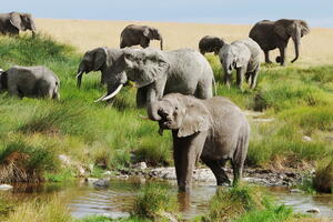 Lovokradice cijanidom otrovale 81 slona u parku u Zimbabveu