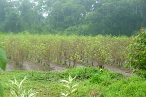 Peru vodeći po proizvodnji biljke koke