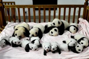 Predstavljeno 14 novorođenih pandi u Kini