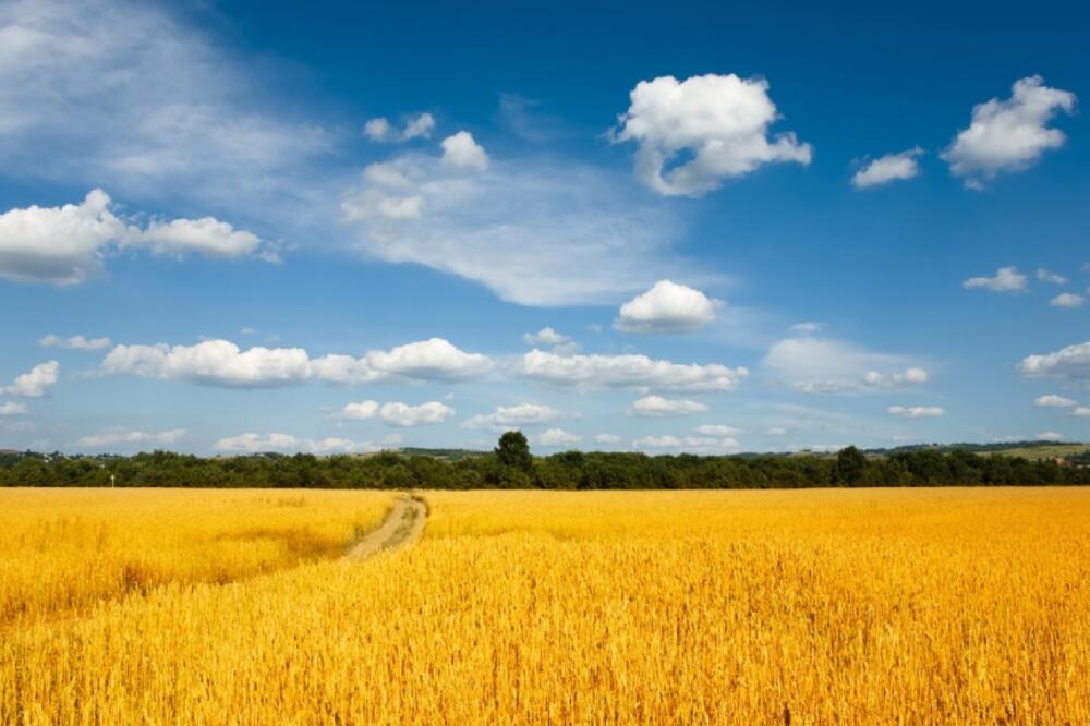 Ukrajina, polja, Foto: Kpl.net.ua