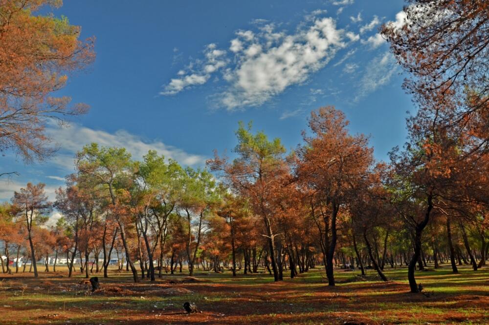 Ćemovsko polje, Foto: Damira Kalač