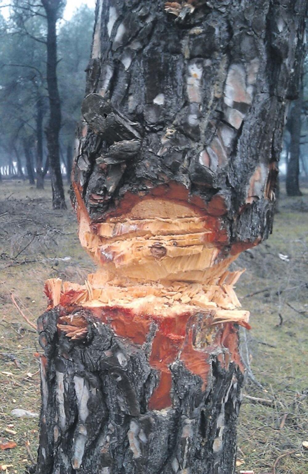 sječa, Ćemovsko polje