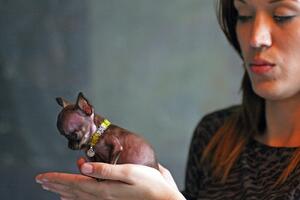 Ovo je najmanji pas na svijetu