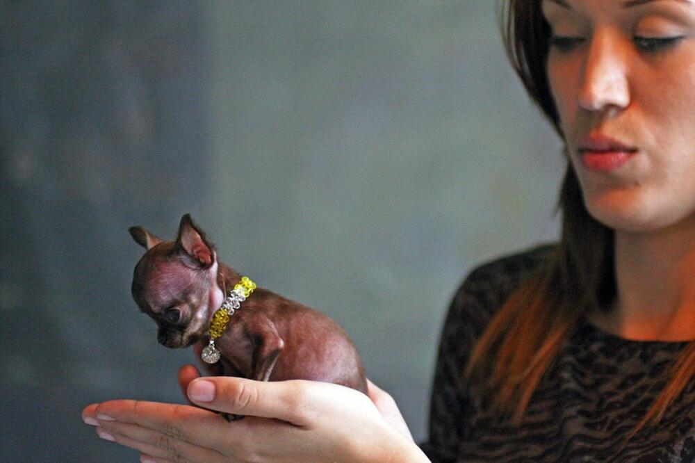 Najmanji pas na svijetu, Foto: Daily Mirror