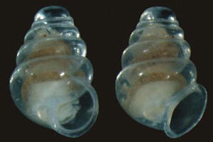 HR: Naučnici pronašli nevjerovatnog puža u jednoj od najdubljih...