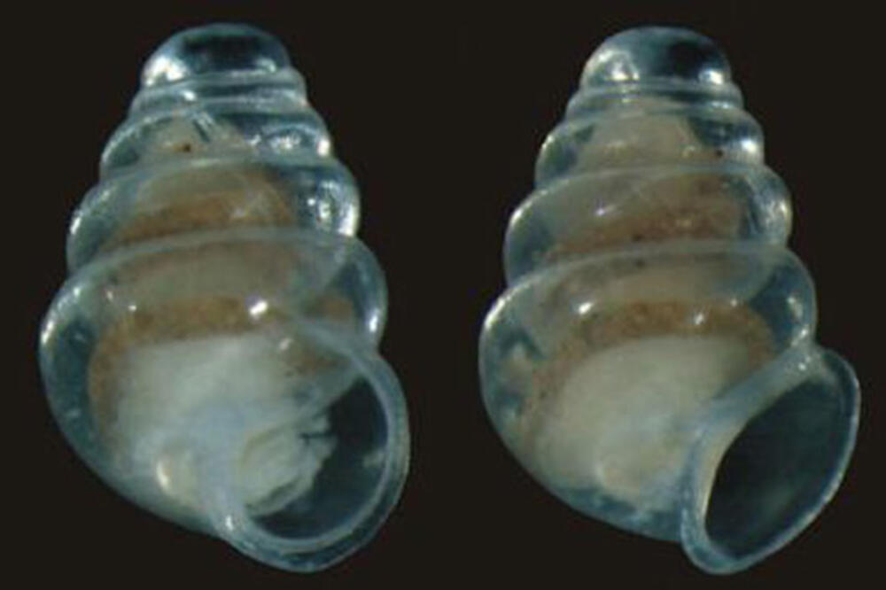 puž, Lukina jama, Foto: Biologija.com.hr