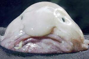 Psychrolutes marcidus je najružnija životinja na svijetu