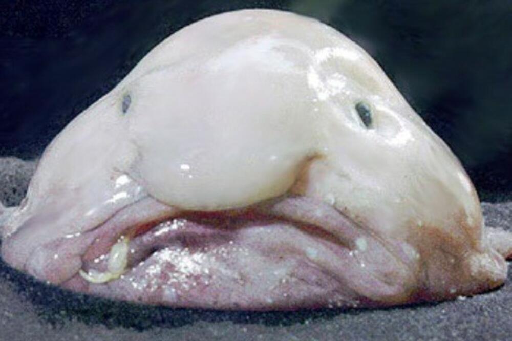 psychrolutes marcidus, Foto: Twicsy.com