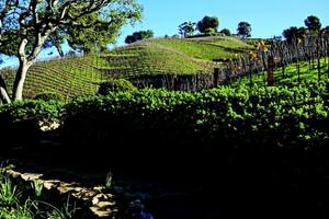 Rupert Mardok kupio čuvene Moraga vinograde