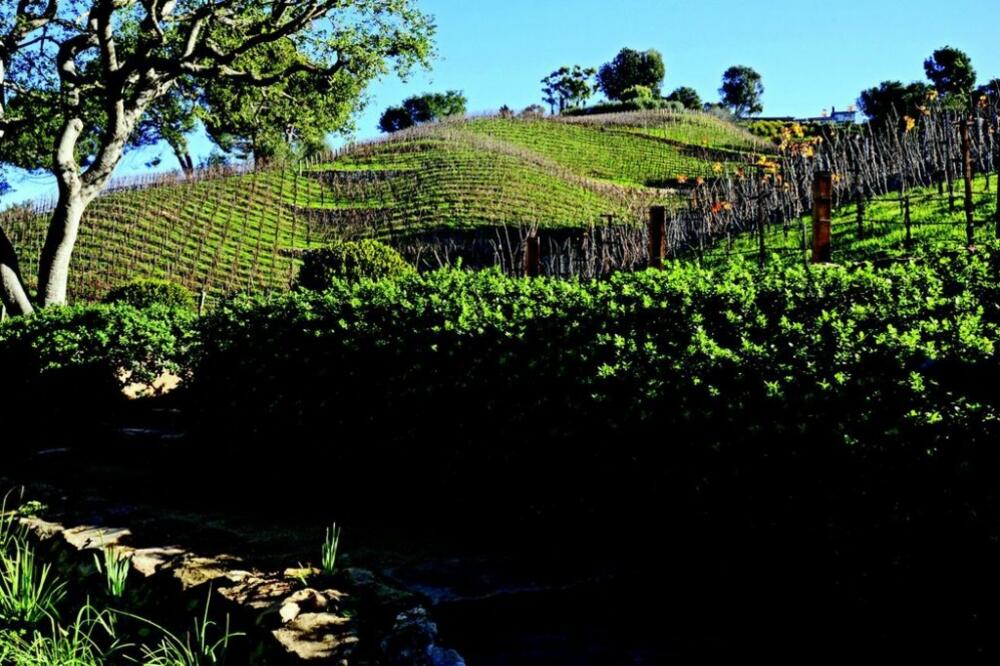 Moraga vinogradi, Foto: Architectsandartisans.com