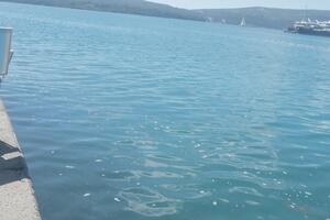 Tivat: Vodom plutale mrlje i otpad