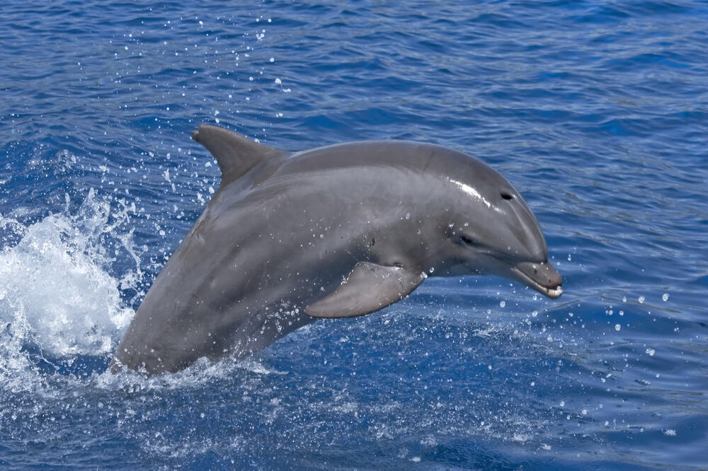 delfin, Foto: Shutterstock.com