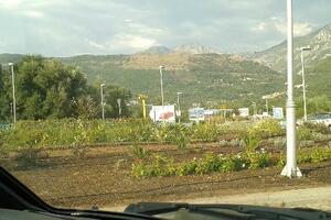 Kotor: Pokradene palme sa kružnog toka