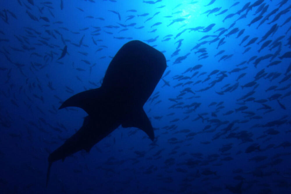 Kitovi, Foto: Natgeotv.com