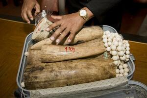 Tajland: Zaplijenjeno preko 100 kilograma slonovače