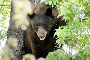 Virpazar: Two tourists spent the night in a tree because of a bear