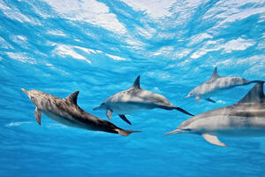 U Bokokotorskom zalivu stalno živi osam delfina