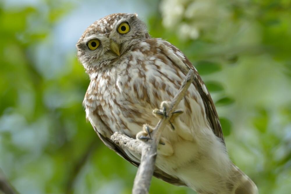 sova, Foto: Shutterstock