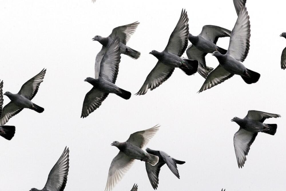 golubovi, Foto: Beta/AP