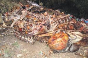 Užas u okolini Bara: Leševi životinja blizu izvora
