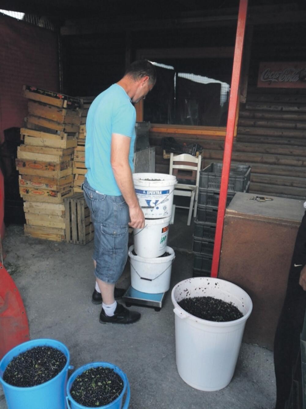 Bjelasica, berba borovnice