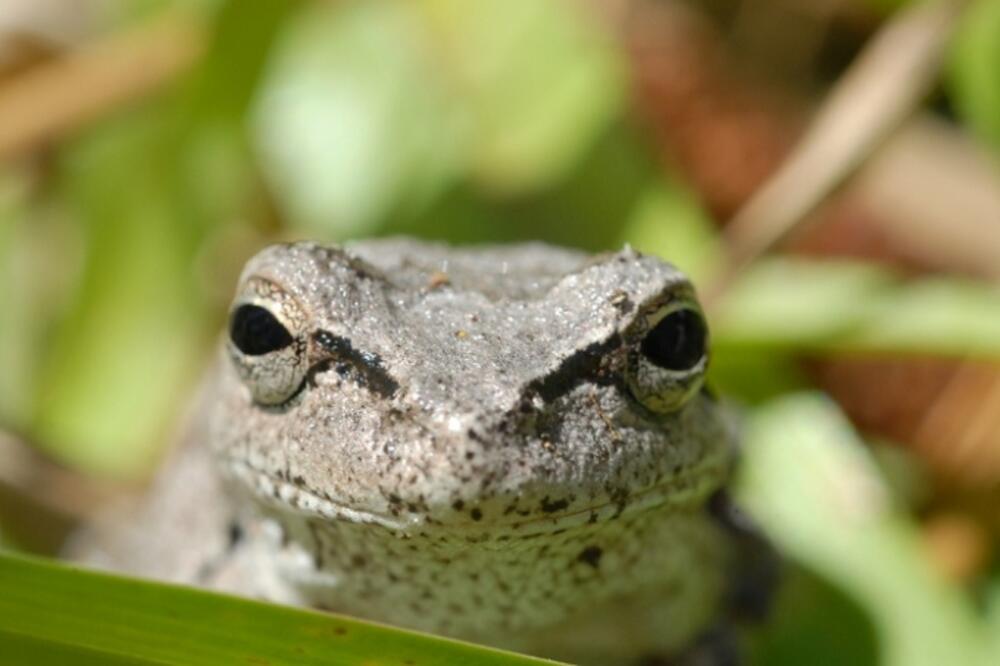 siva žaba, Foto: Flickr/USFWS