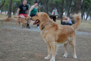 Šetanje psa je jedan od najboljih načina za upoznavanje novih ljudi