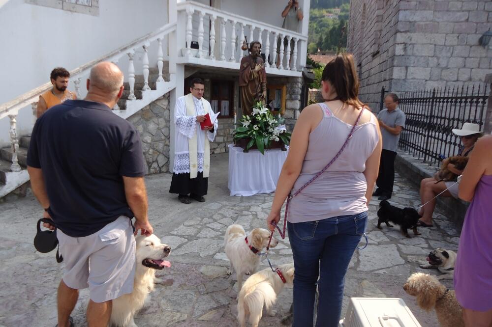 Blagosiljanje životinja Tivat, Foto: Siniša Luković