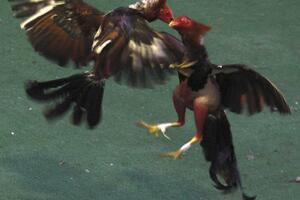 Rumunska princeza uhapšena zbog organizovanja borbi pjetlova