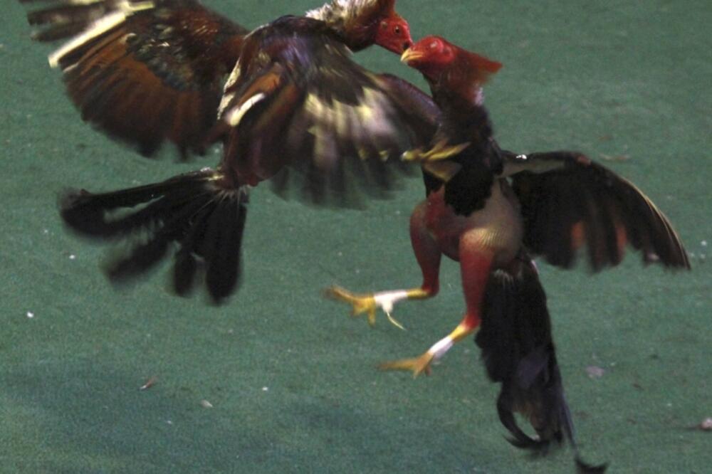 borba pjetlova, Foto: Rojters