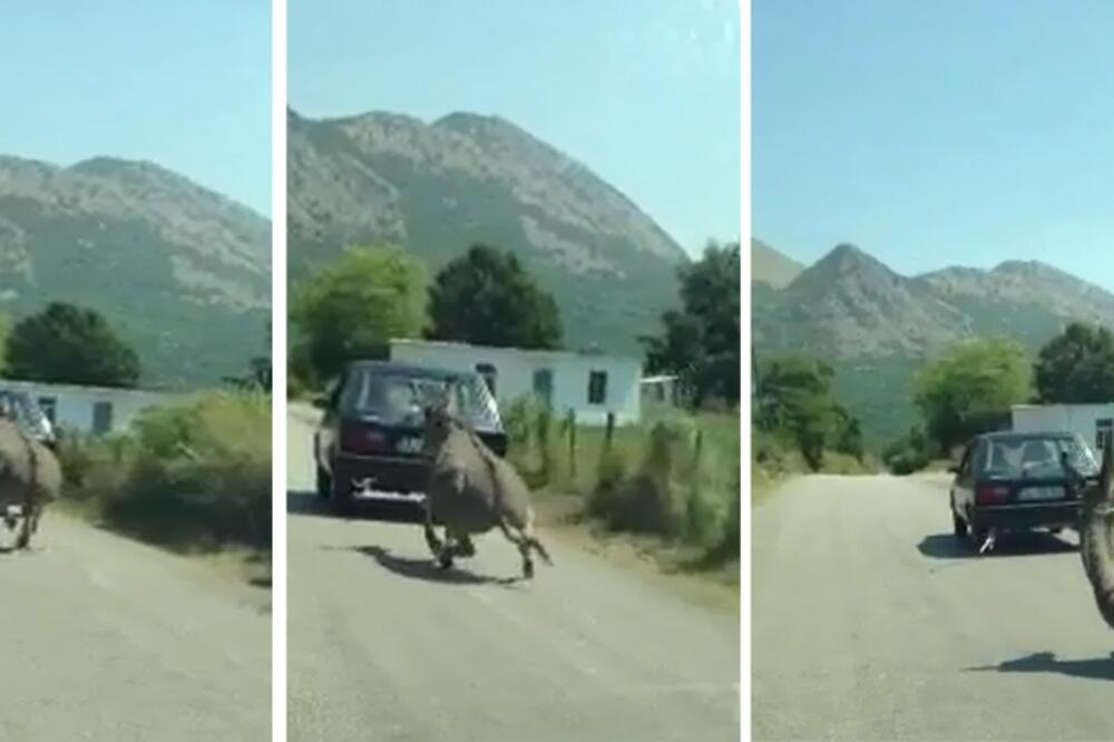 Mučenje magarca, Foto: Čitalac reporter