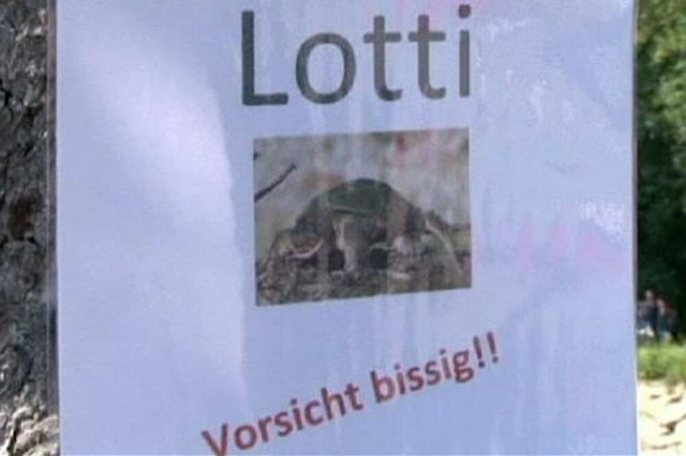 kornjača Loti, Foto: Euronews.com