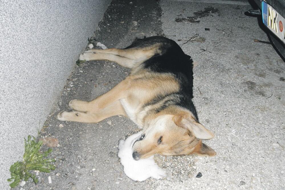 trovanje pasa, Nikšić, Foto: V. Ostojić