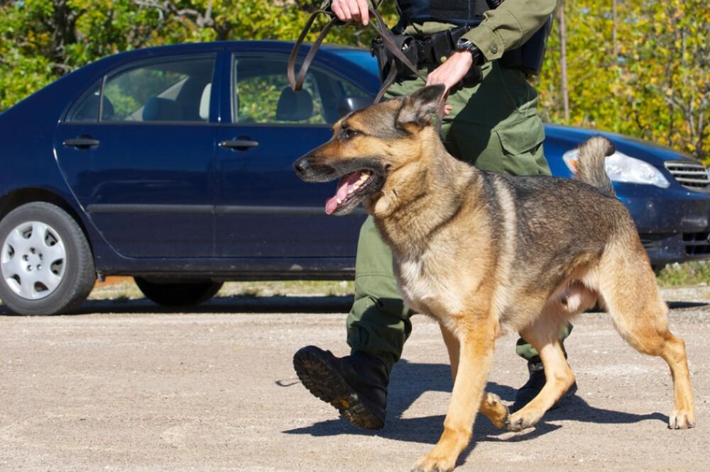 policijski pas, Foto: Shutterstock.com