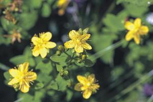 Kantarion - prirodni antidepresiv