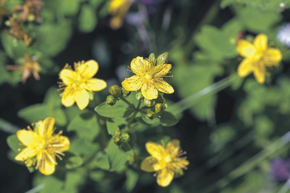 kantarion, Foto: Shutterstock