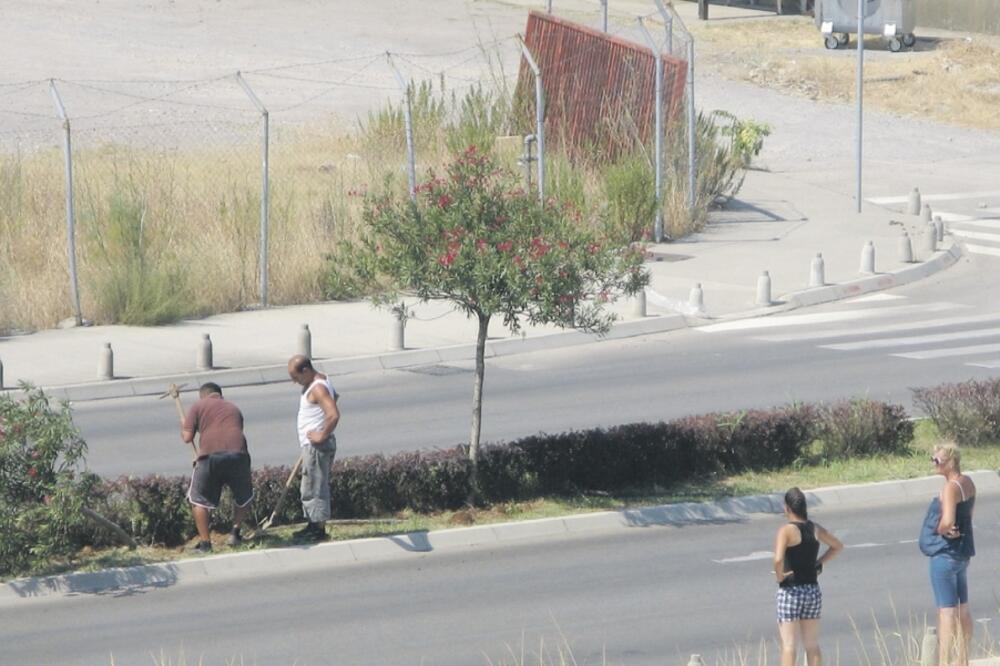 oleanderi, Stari aerodrom, Foto: Čitalac Vijesti