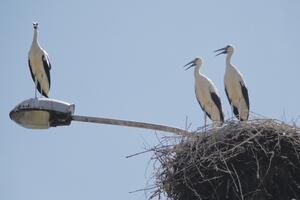 Mladunci roda u Beranama uskoro odlaze: Spremni za Afriku