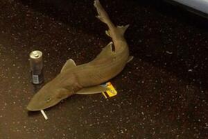 Mrtva ajkula pronađena u njujorškom metrou