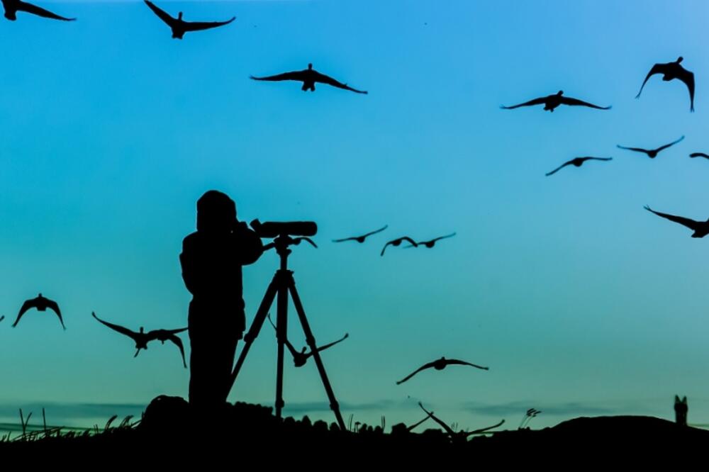 posmatranje ptica, Foto: Shutterstock