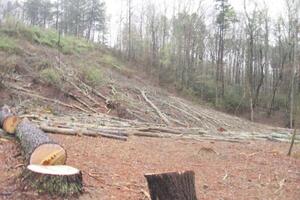 Mojkovac: Tomovića usmrtilo suvo stablo?