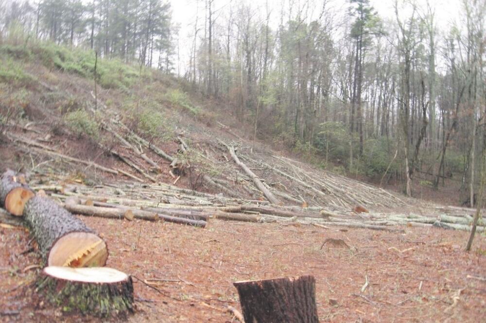 šuma, sječa drva, Foto: El.rs