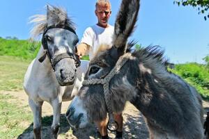 Farma magaraca u srcu Evrope: Litar magarećeg mlijeka 50 eura, a...