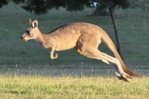 Rusija zabranjuje uvoz mesa kengura