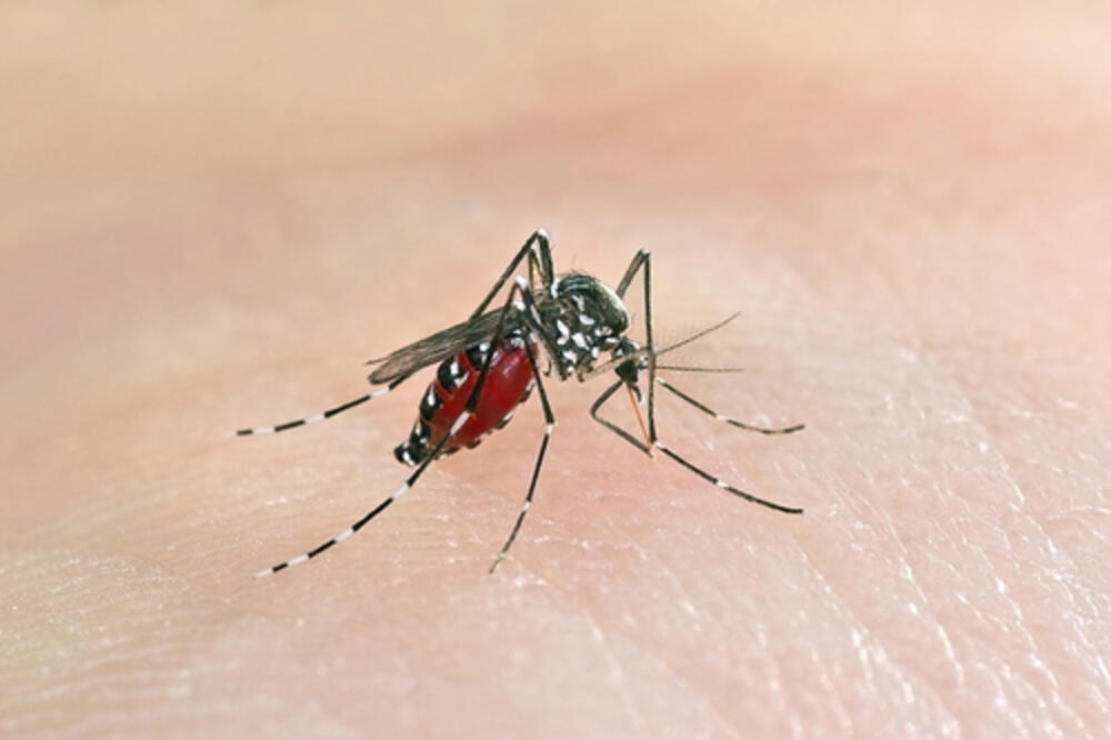 komarac, Foto: Shuterstock