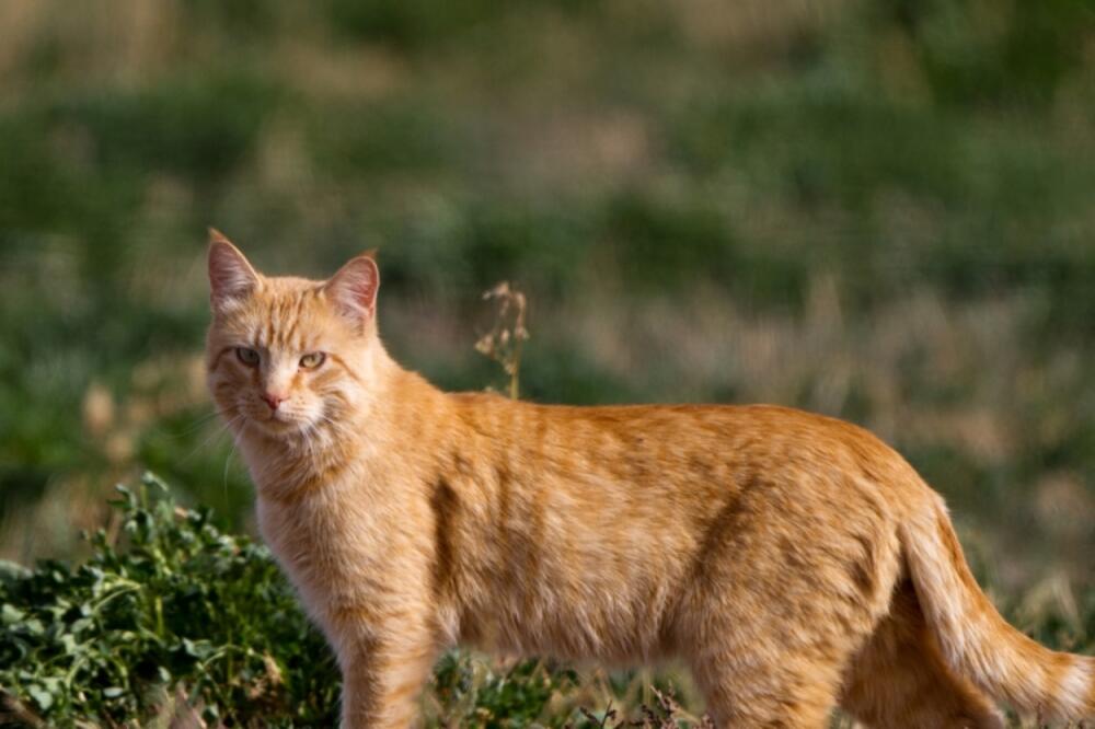 Mačka, Foto: Shutterstock